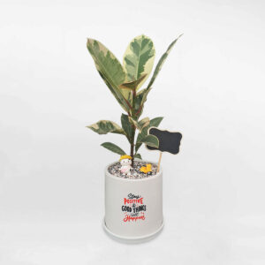 cay da bup do cam thach chau uom