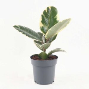 cay da bup do cam thach Ficus elastica Tineke 1 1