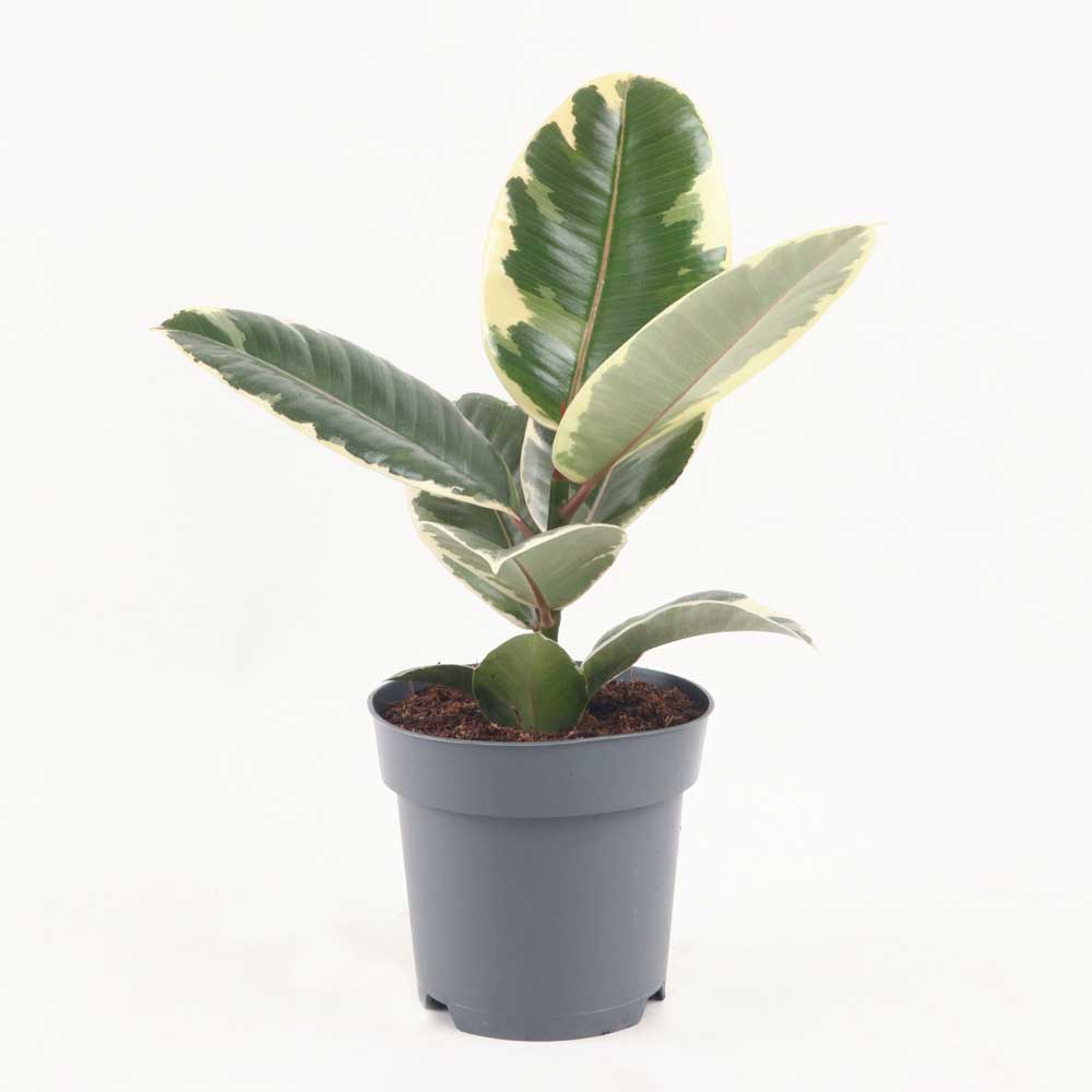 cay da bup do cam thach Ficus elastica Tineke 1 1