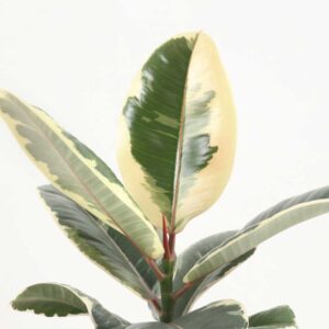 cay da bup do cam thach Ficus elastica Tineke 2