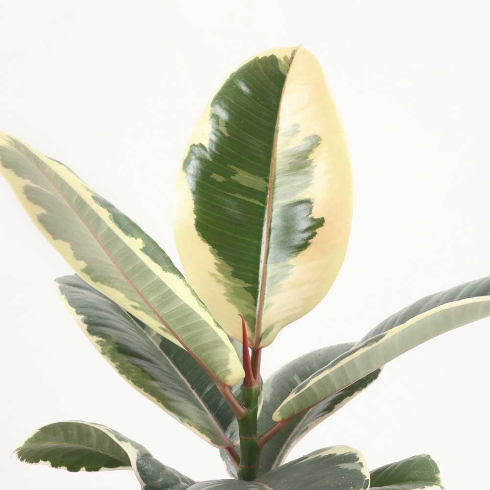 cay da bup do cam thach Ficus elastica Tineke 2