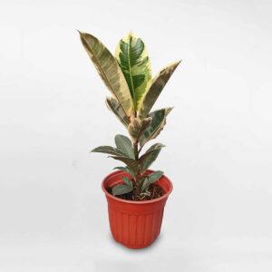 cây đa búp đỏ cẩm thạch