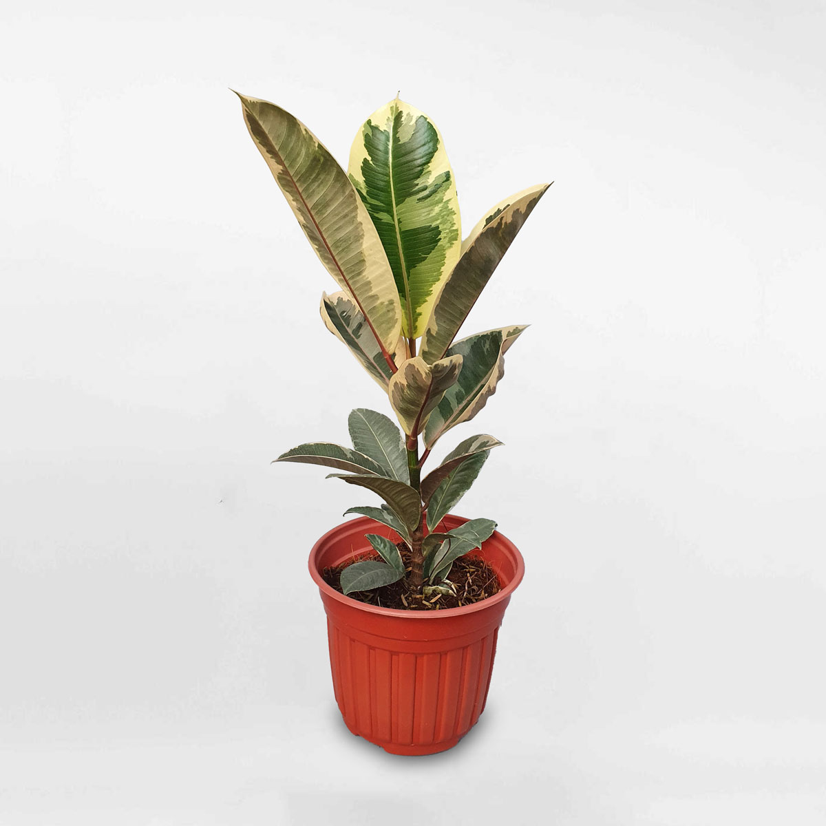 cây đa búp đỏ cẩm thạch