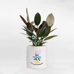 cay da bup do chau da mai trang