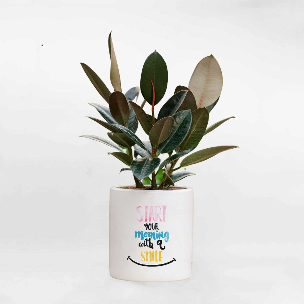 cay da bup do chau da mai trang