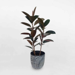 cay da bup do chau dat nung