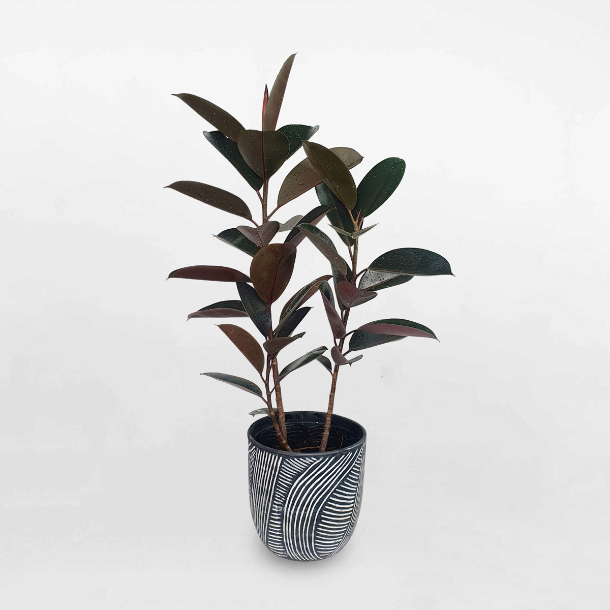 cay da bup do chau dat nung