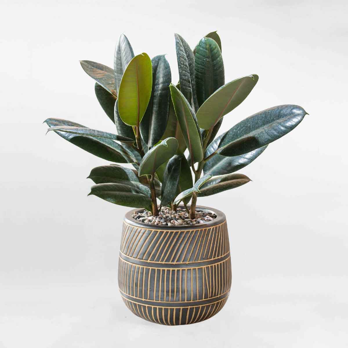 cay da bup do de ban mowgarden