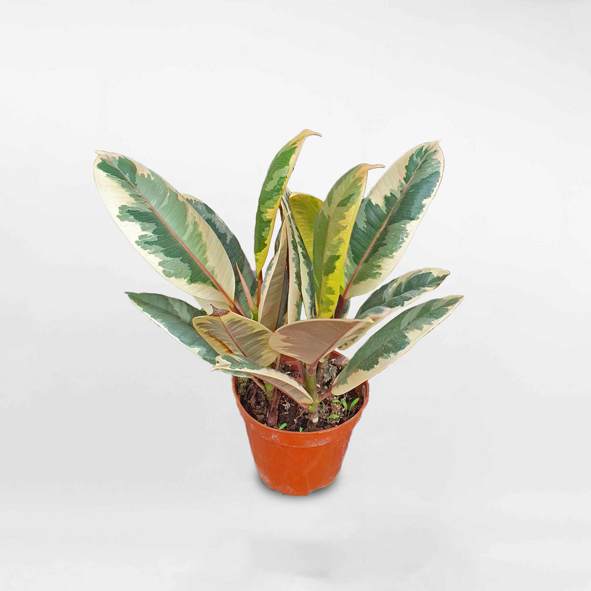 cay da bup do Ficus Elastica Tineke 3 than chau uom