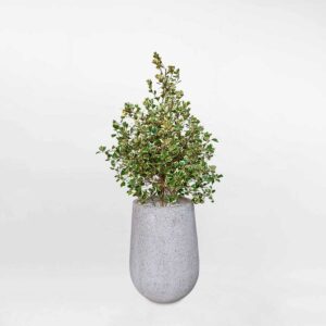 cay da tam phuc cam thach chau da mai