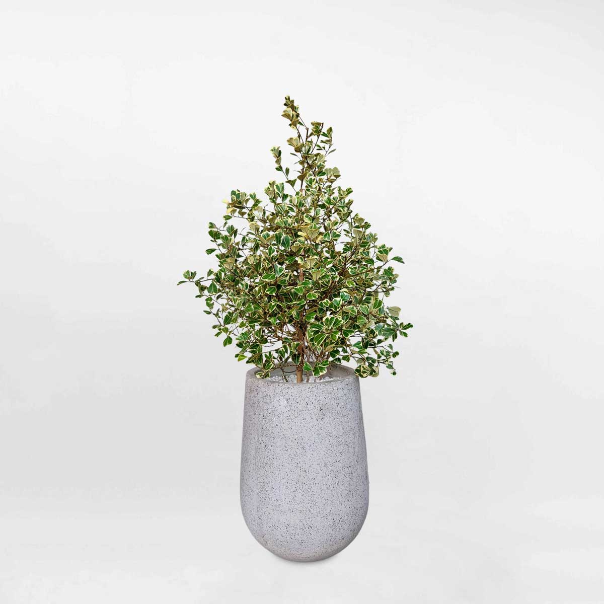 cay da tam phuc cam thach chau da mai