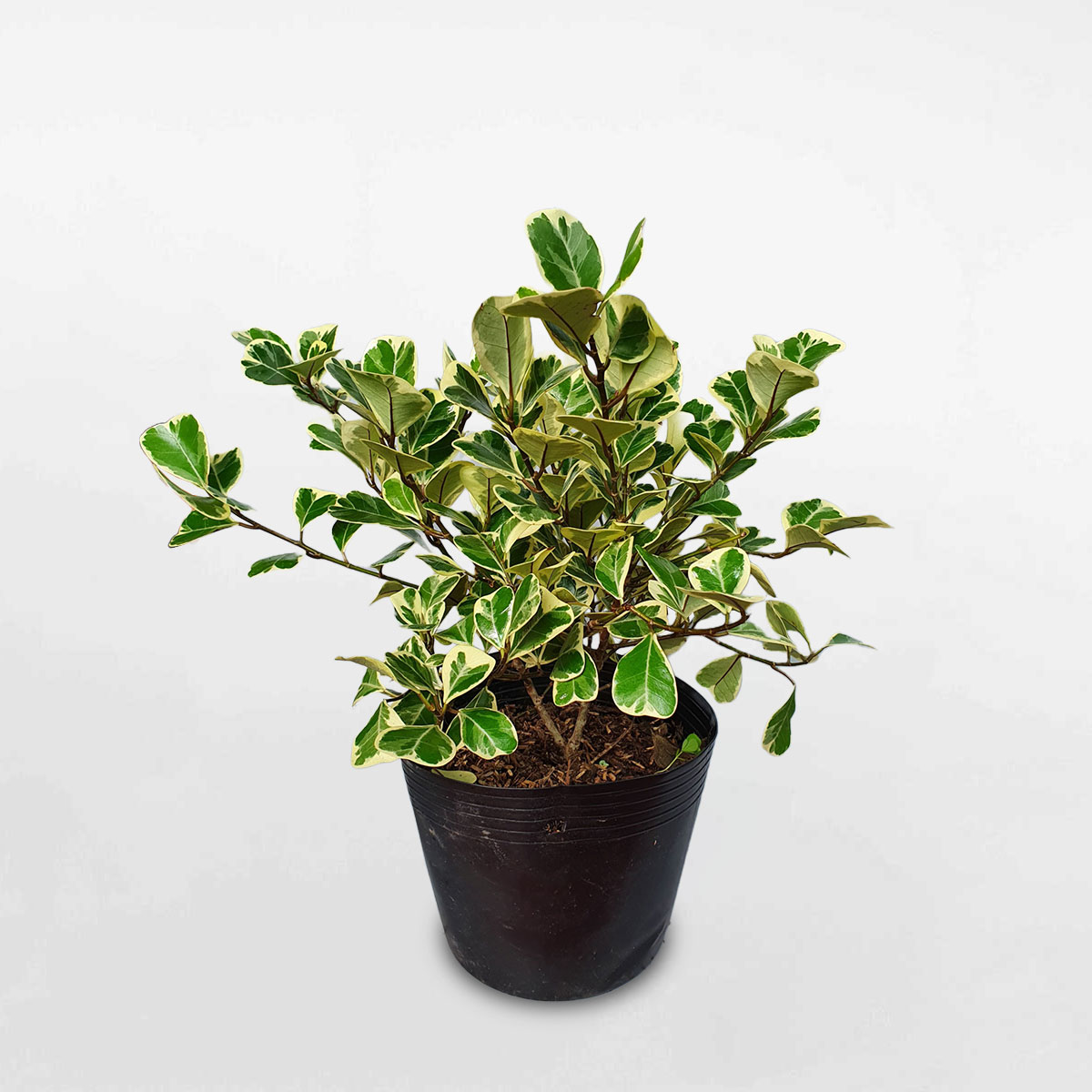 cây đa tam phúc để bàn