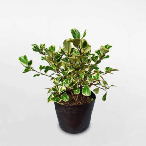 cây đa tam phúc để bàn