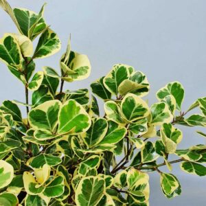 cây đa tam phúc để bàn