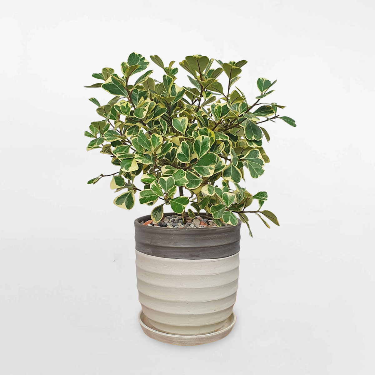 cay da tam phuc nho de ban chau gom 1