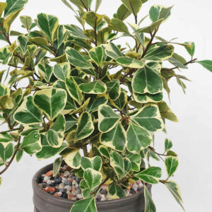 cay da tam phuc nho de ban chau gom 2