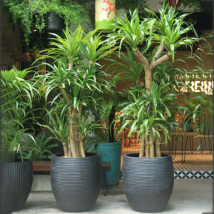 cay dai loc chau den mowgarden