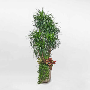 cay dai loc mix cay trong nha 1