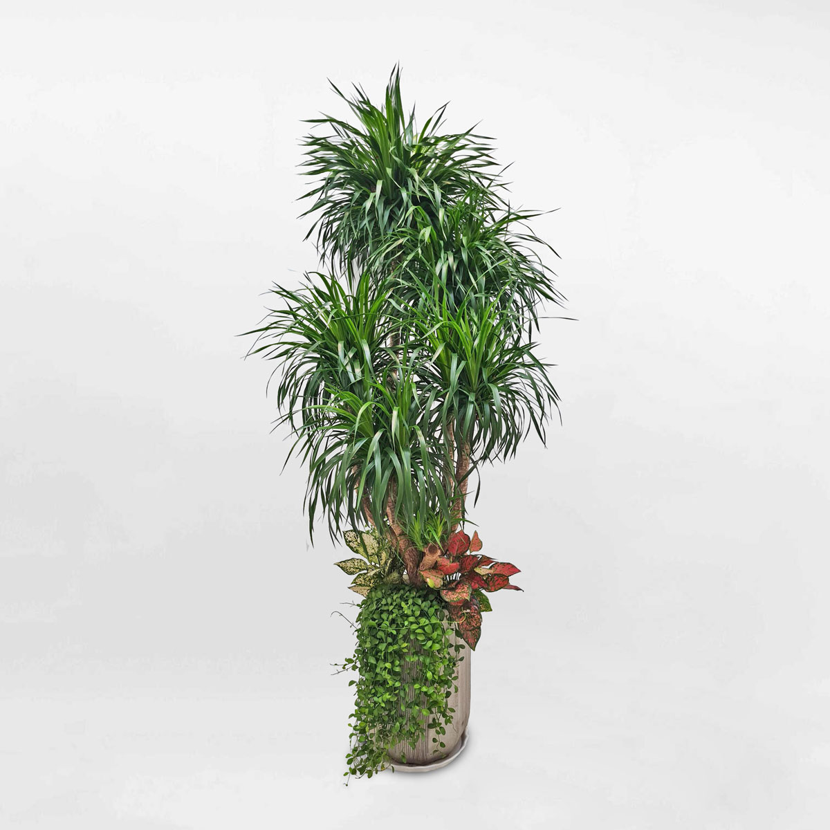 cay dai loc mix cay trong nha 1