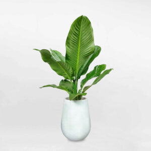 cay dai phu gia chau da mai trang