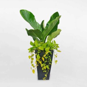 cay dai phu gia mix trau ba neon