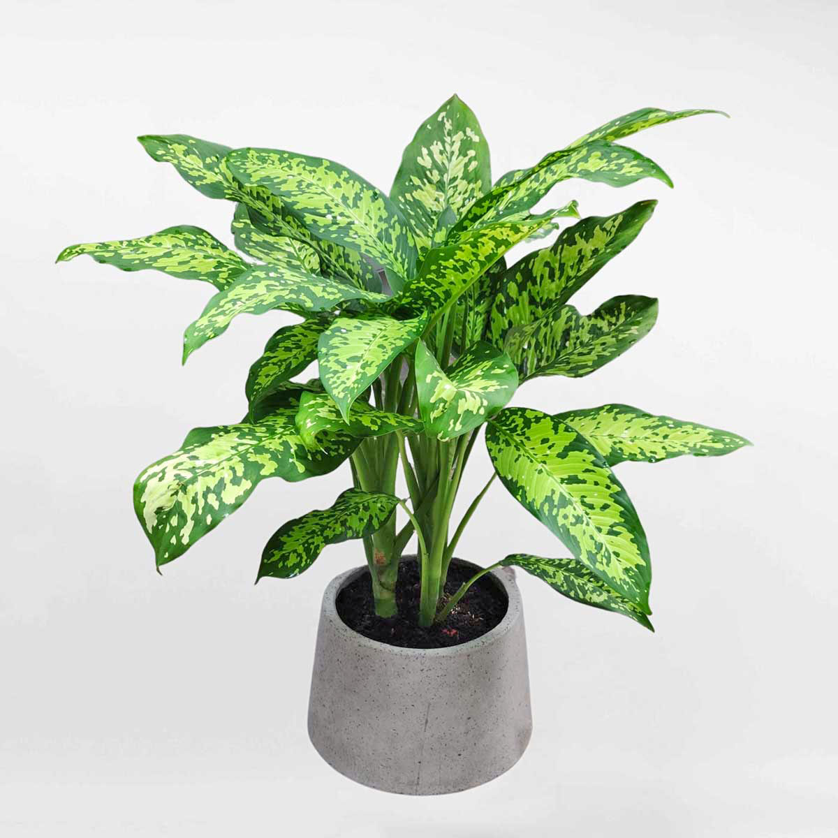 cay danh du mowgarden