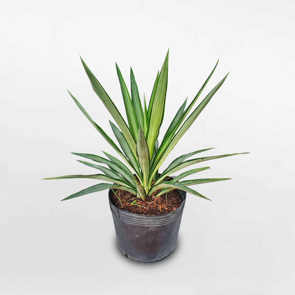 cây dứa diệp tiễn YUCCA