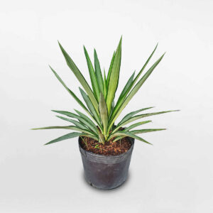 cây dứa diệp tiễn YUCCA