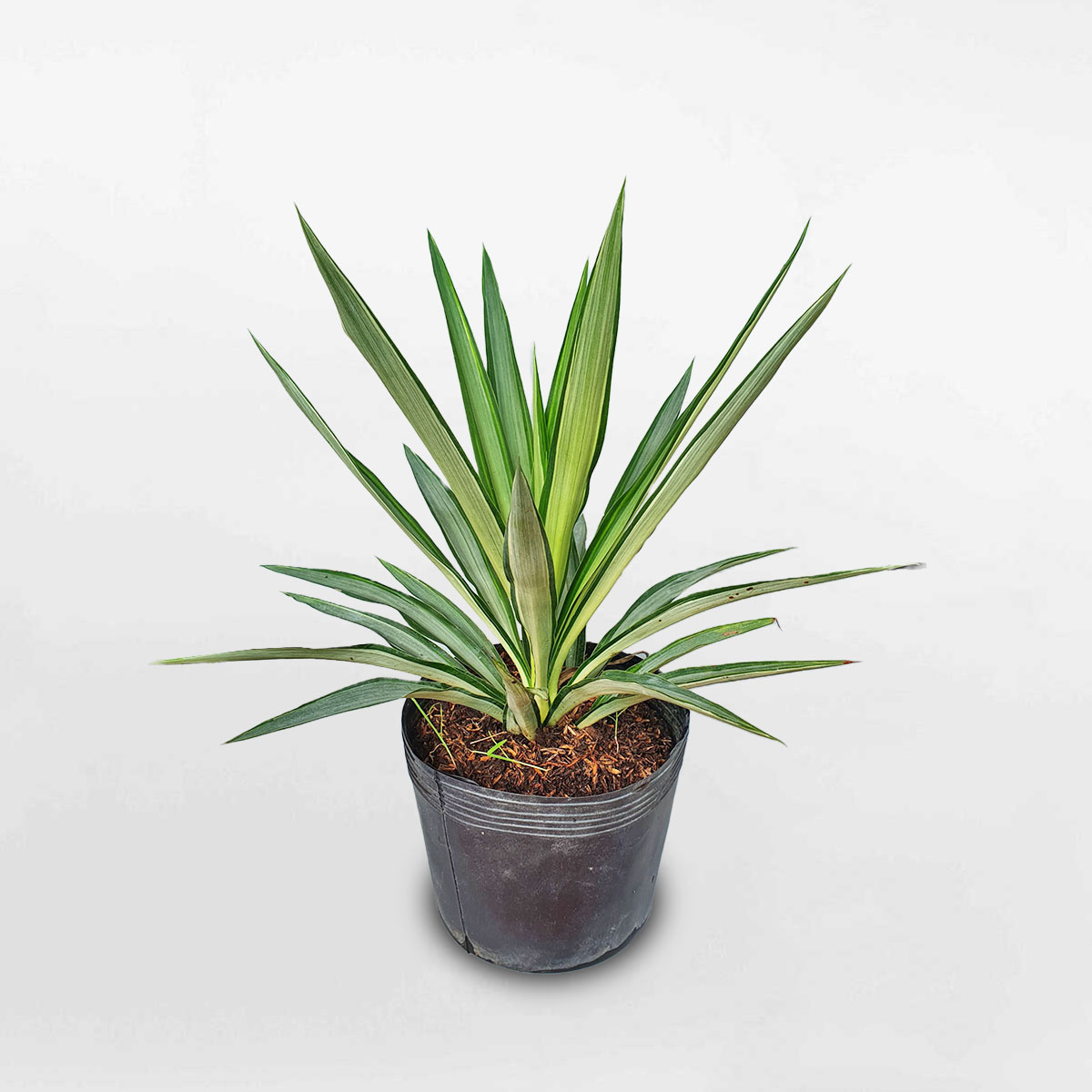 cây dứa diệp tiễn YUCCA