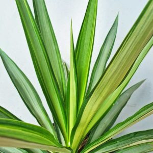 cây dứa diệp tiễn YUCCA