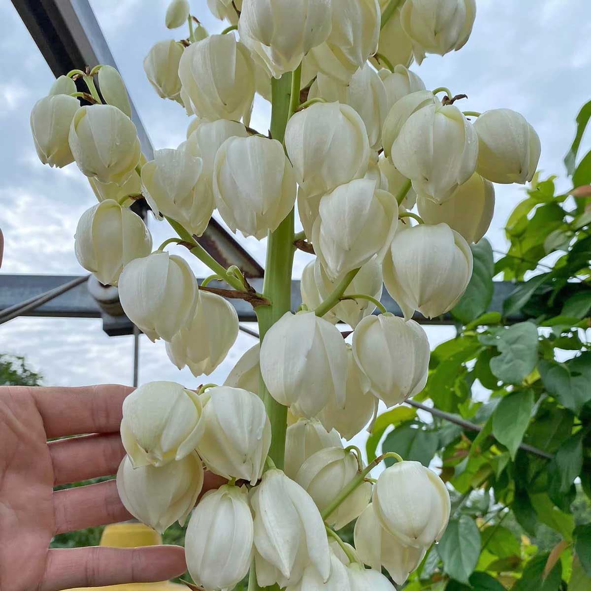 cay dua diep tien yucca silver 3