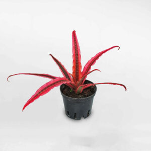 cay dua duoi phung do 1 1