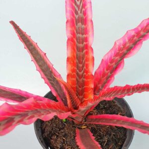 cay dua duoi phung do 1 2