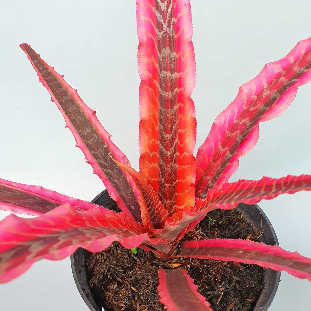 cay dua duoi phung do 1 2