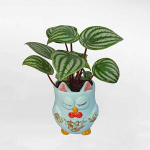 cay dua hau chau dat nung hinh cu 1