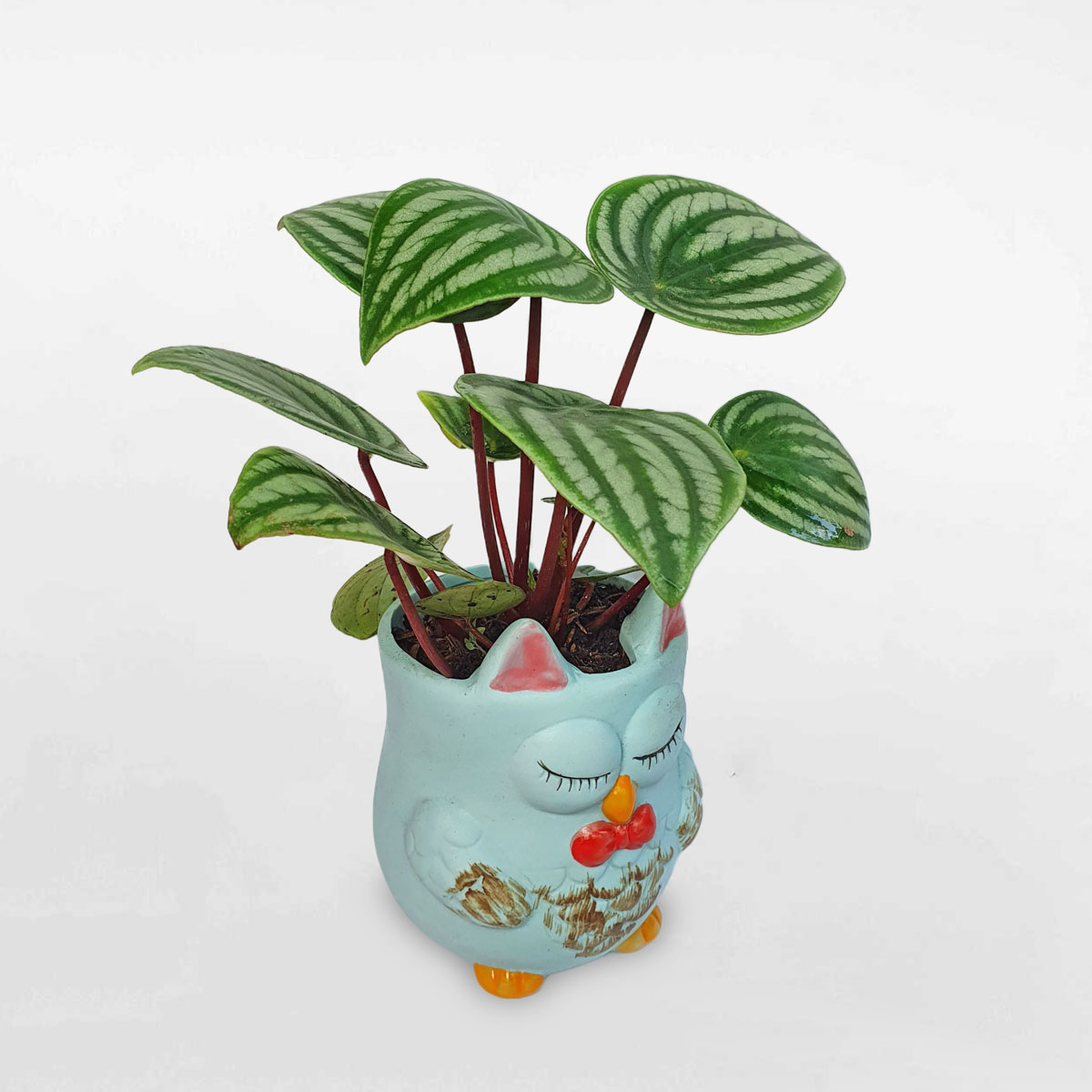 cay dua hau chau dat nung hinh cu 2