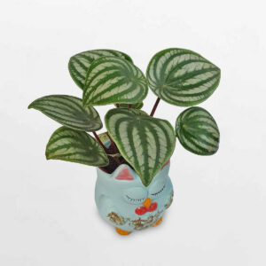 cay dua hau chau dat nung hinh cu 3