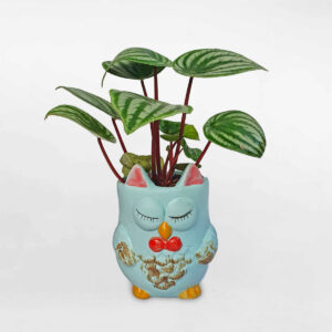 cay dua hau chau dat nung hinh cu 4