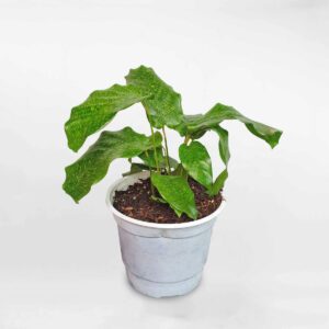 cây đuôi công Calathea musaica Network