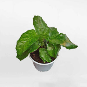 cây đuôi công Calathea musaica Network