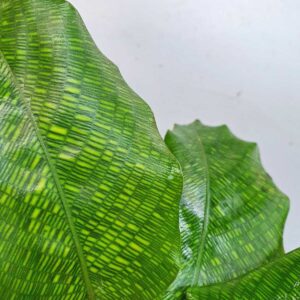 cây đuôi công Calathea musaica Network