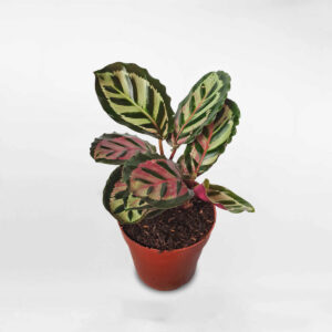 cay duoi cong Calathea roseopicta cora