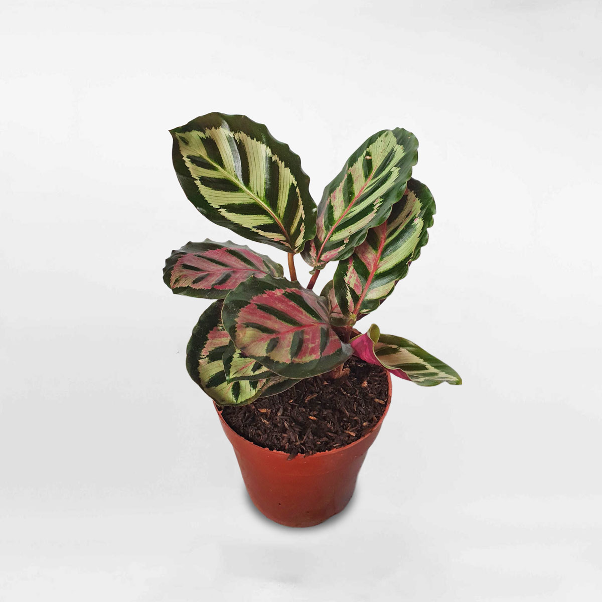 cay duoi cong Calathea roseopicta cora