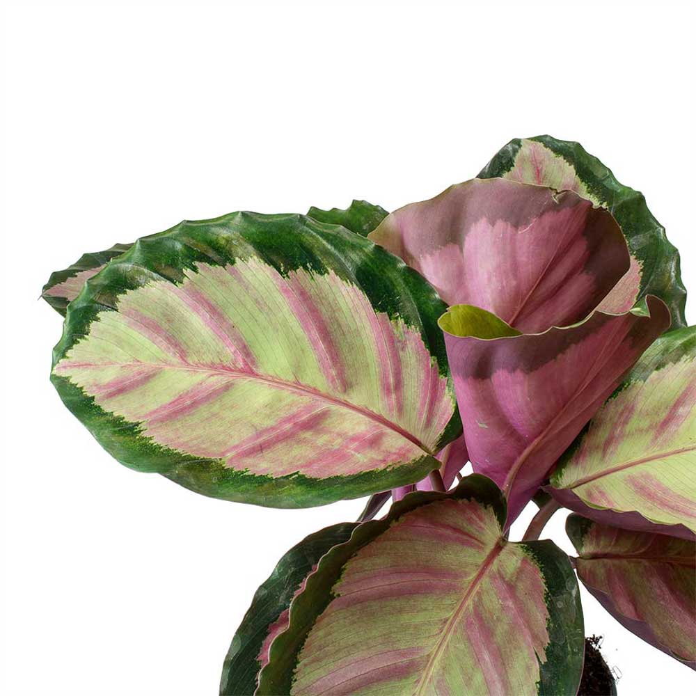 cay duoi cong Calathea roseopicta