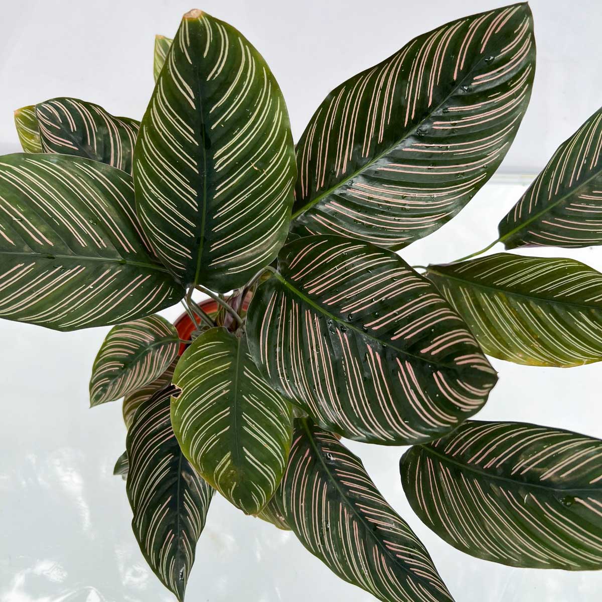 cay duoi cong Calathea Sanderina 2
