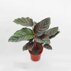 cay duoi cong Calathea Sanderina