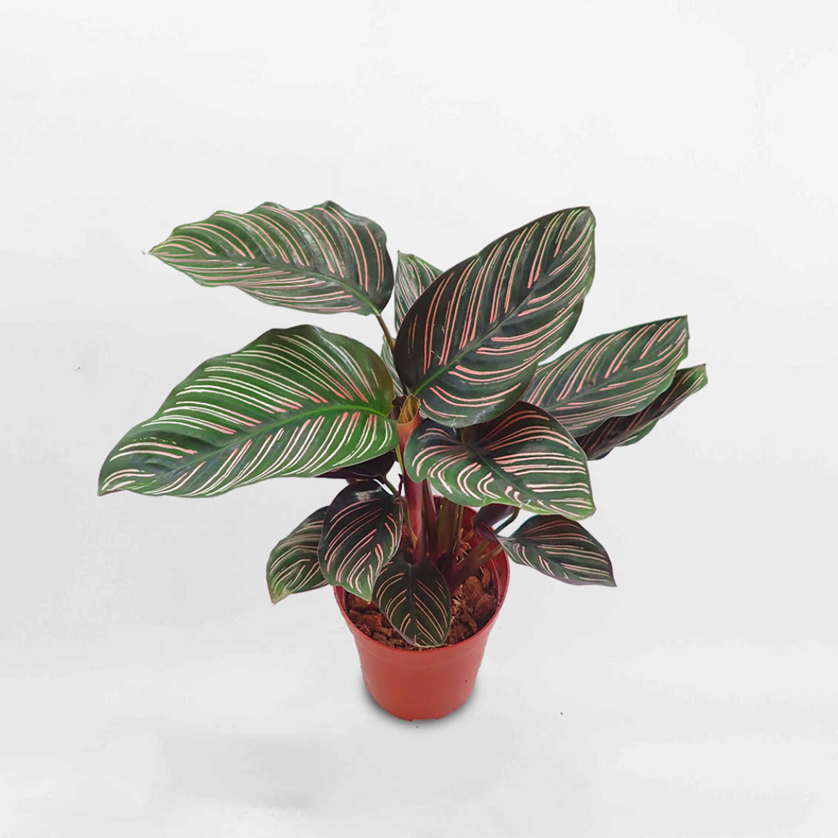 cay duoi cong Calathea Sanderina