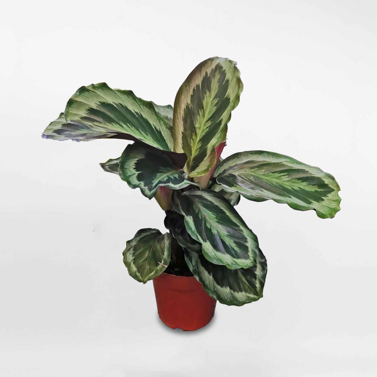 cay duoi cong Calathea Shinestar 1