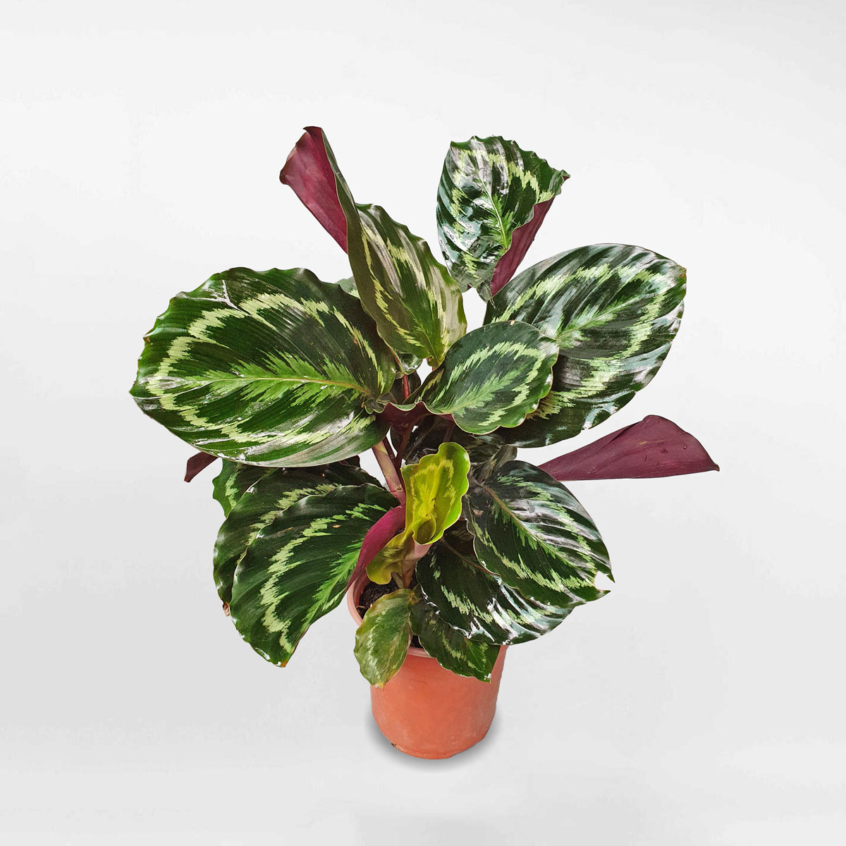 cay duoi cong Calathea Shinestar 2