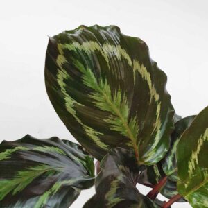 cay duoi cong Calathea Shinestar 2a